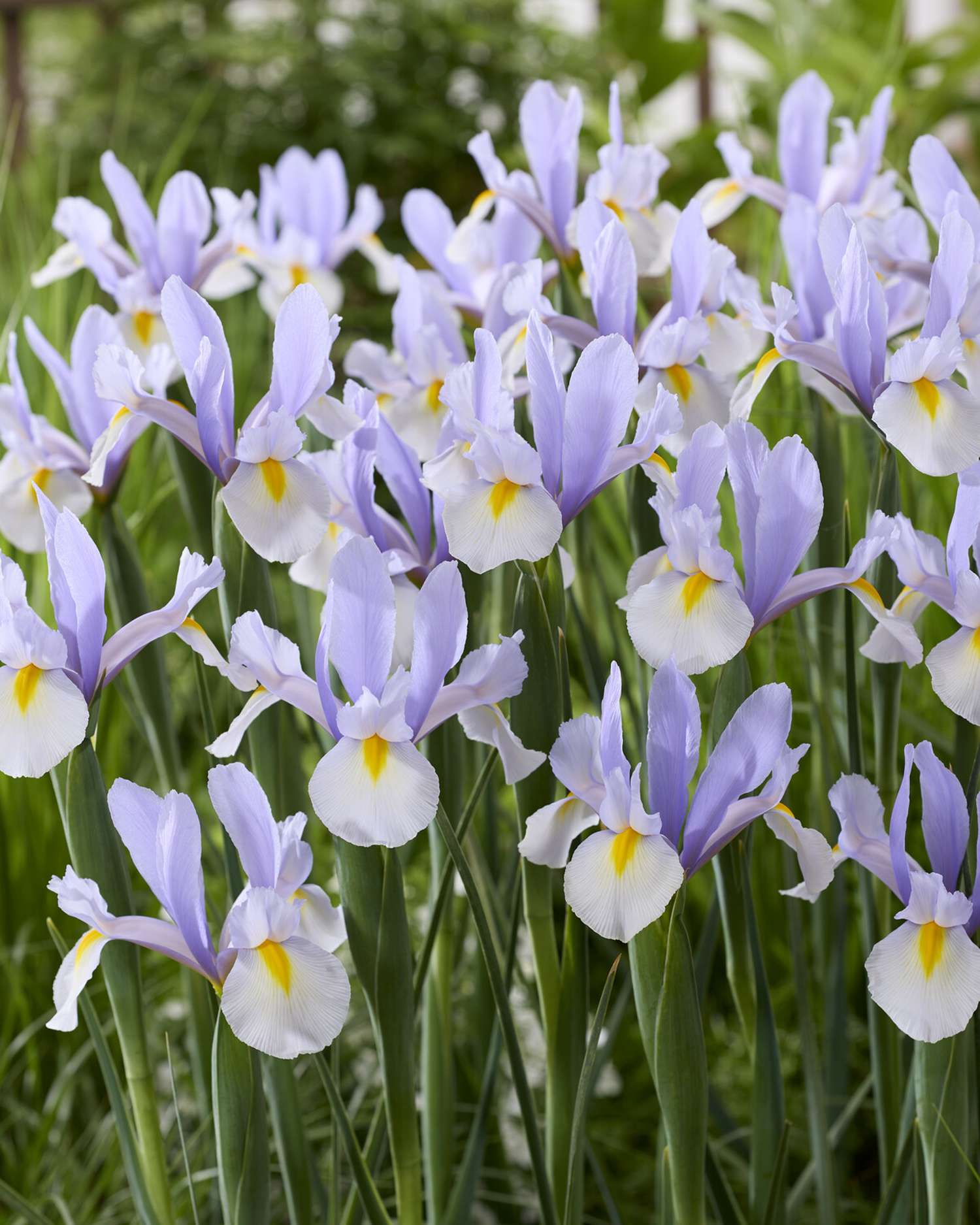 Iiris 'Silver Sky'